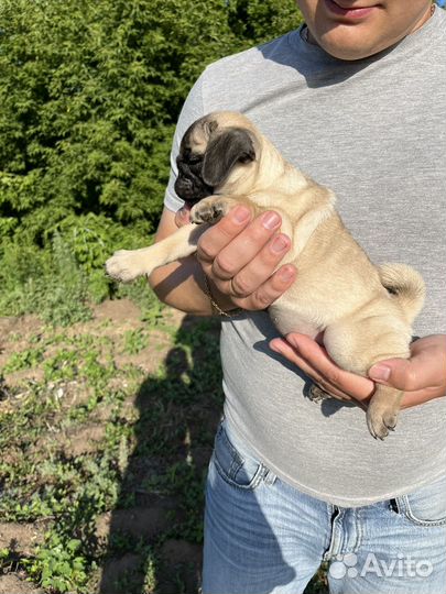 Щенки мопса