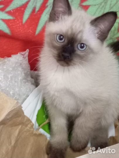 Тайские котята