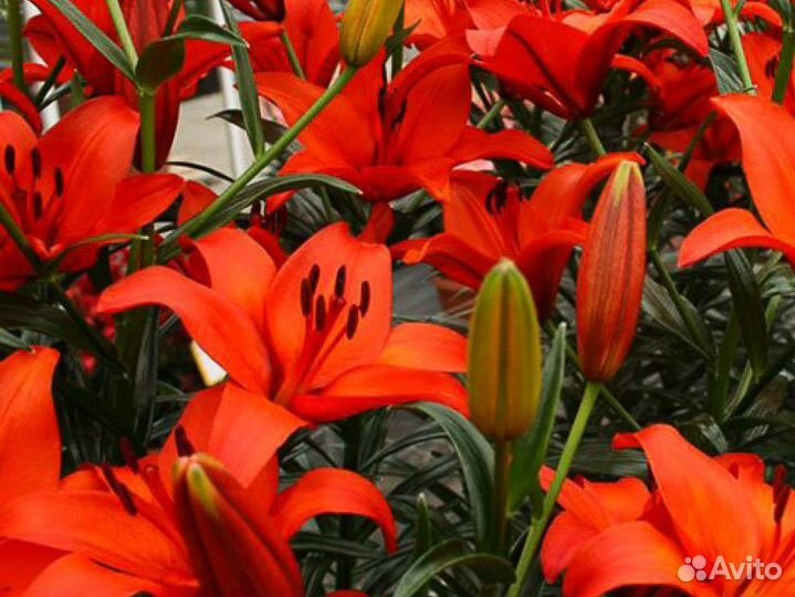 Лилии луковицы оптом