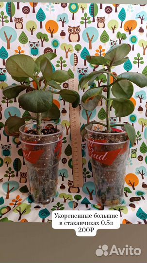 Каланхое цветущее красное