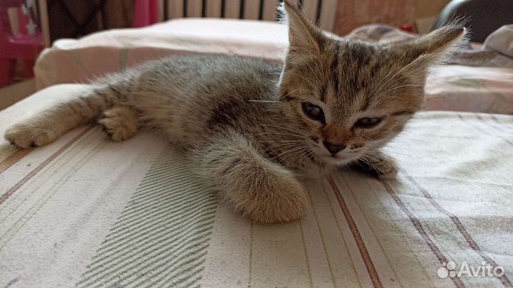 Кошечка в добрые руки