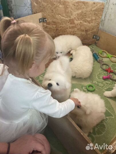 Щенки Самоеда