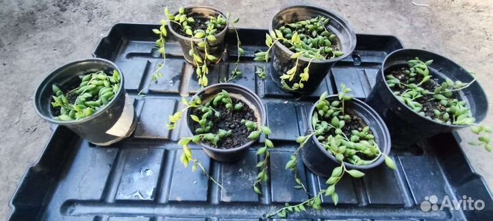 Крестовник укореняющийся