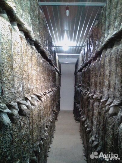 Грибные блоки вешенка