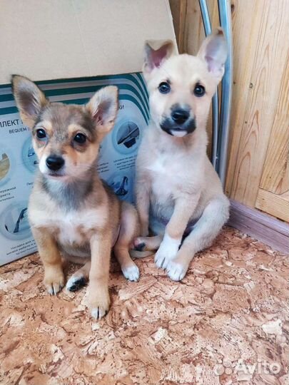 Щенки на охрану