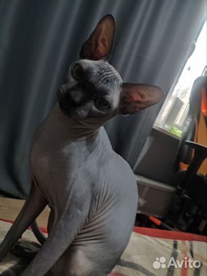 Канадский сфинкс вязка