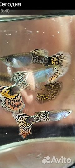 Чистая линия гуппи черноголовая ковровая кобра