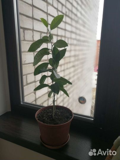 Цветы комнатные