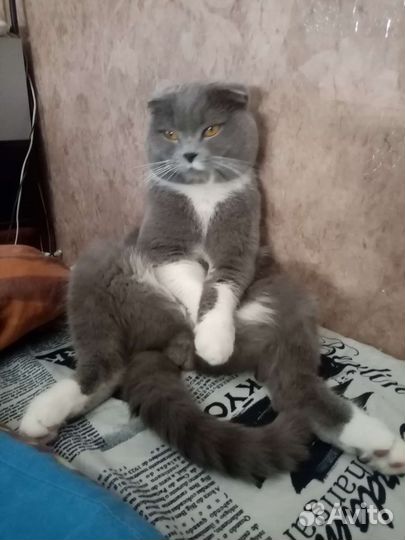 Британские котята