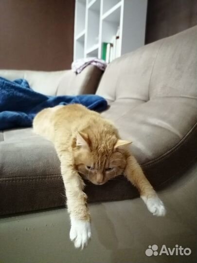 Классный кот - в добрые руки