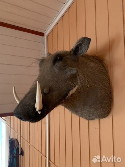 Чучело разных африканских животных