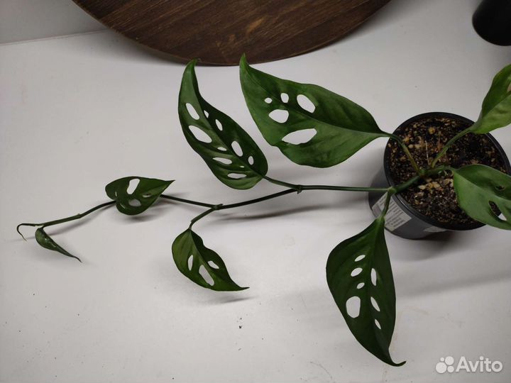 Монстера Адансона