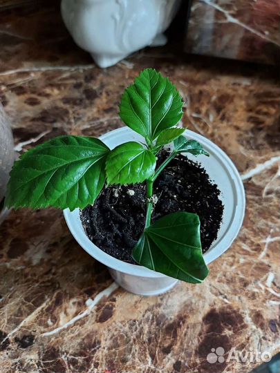 Сортовые гибискусы