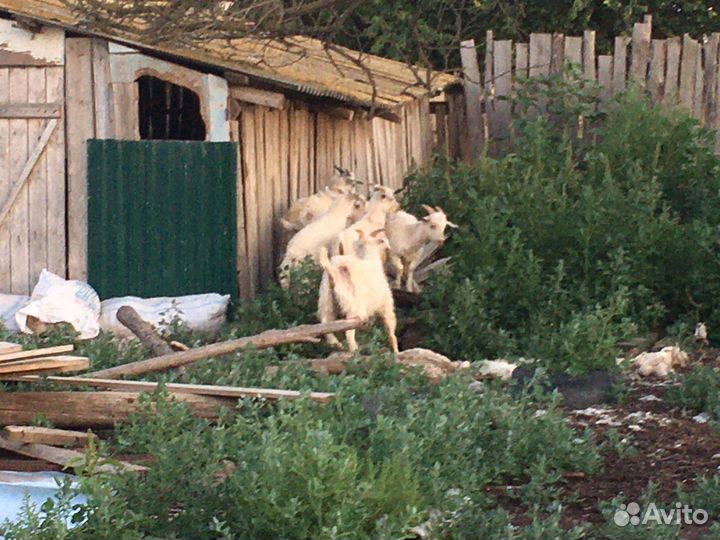 Козлята