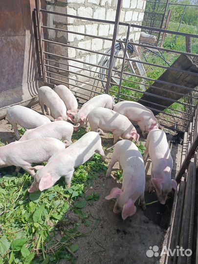 Поросята