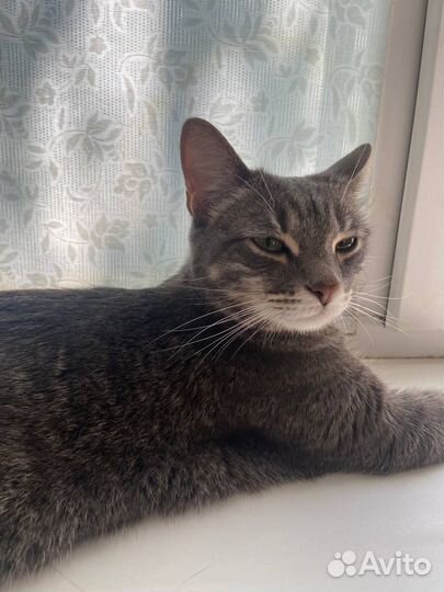 Кошки бесплатно