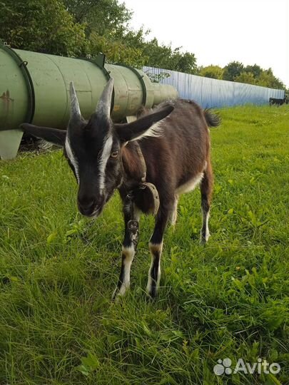 Альпийские козлята