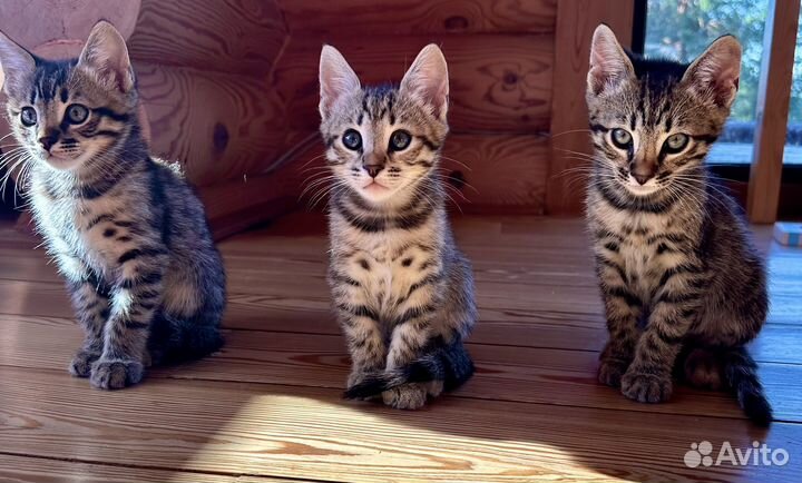 Бенгальские котята Оцикет