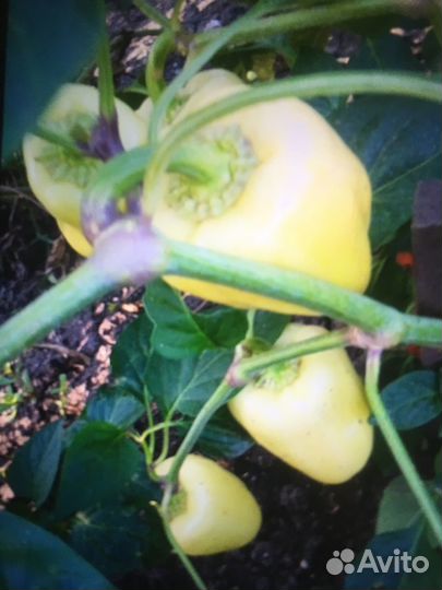 Перец болгарский домашний