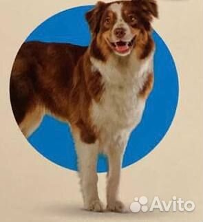 Обработка собак от клещей