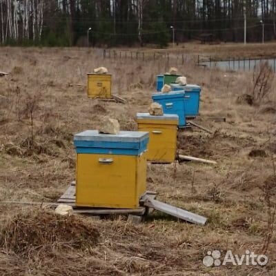 Пчелы и улья