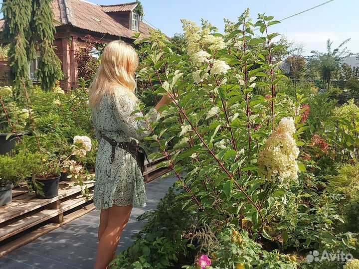 Гортензия Фрейз Мельба огромные кусты