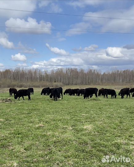 Консультирование в сфере мясного животноводства