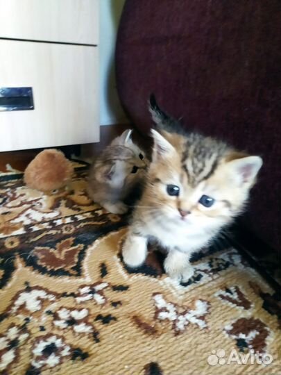 Шотландская кошечка