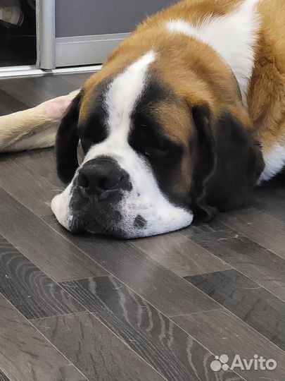 Сенбернар вязка