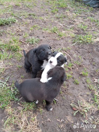 Щенки лабрадора-ретривера помесь