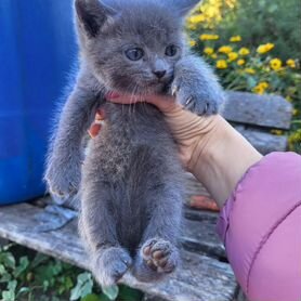 Котята в добрые руки бесплатно