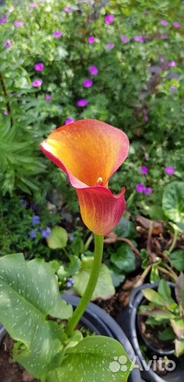 Цветы для сада