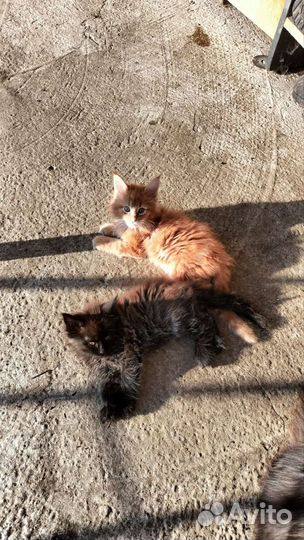 Котята мейн-кун