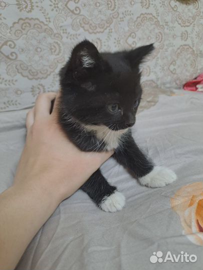 Черная девочка,серый мальчик