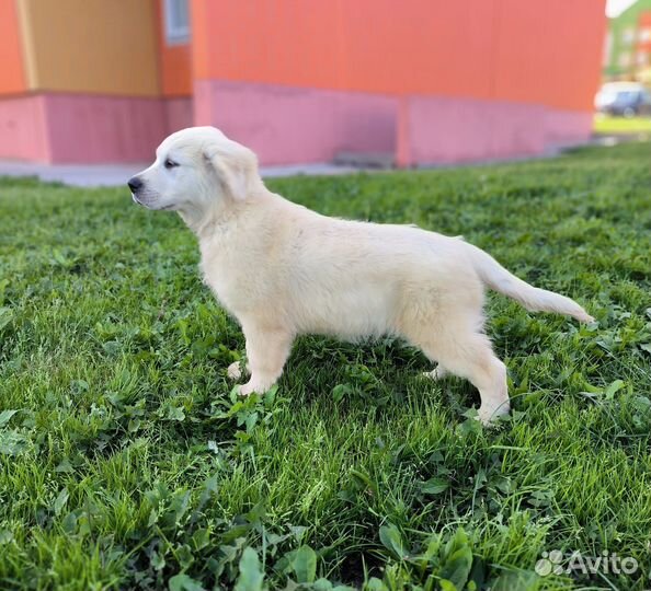 Золотистый ретривер