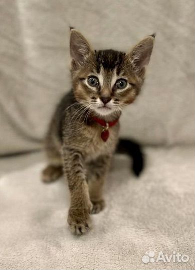 Котенок чаузи ф5 девочка