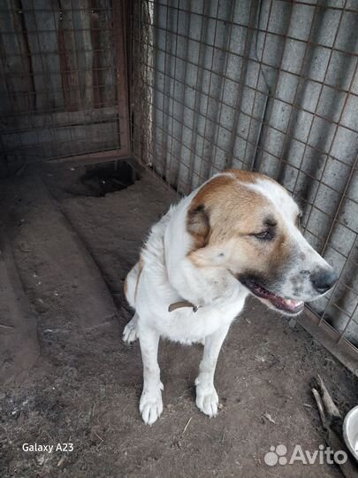 Самка породы сао,алабай