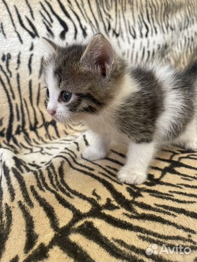 Котенок девочка бесплатно