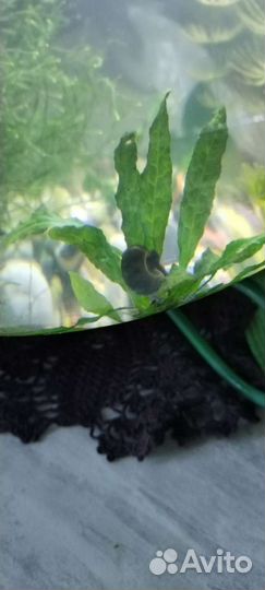 Аквариумные растения и гуппи