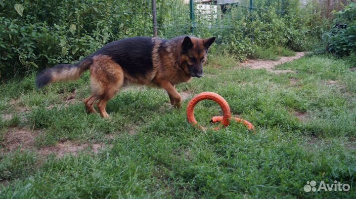 Кобель немецкой овчарки в добрые руки