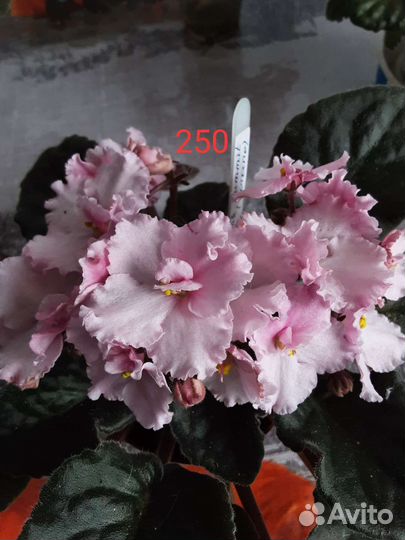 Сортовые цветущие фиалки(сенполии)