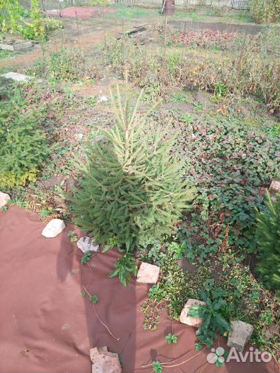 Продам елку