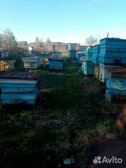 Продам пчёл