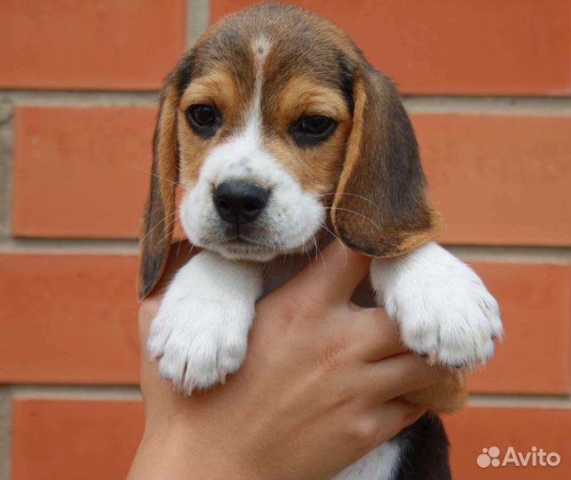 Щенки бигль