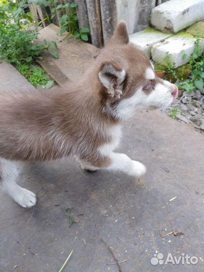 Щенки сибирской хаски