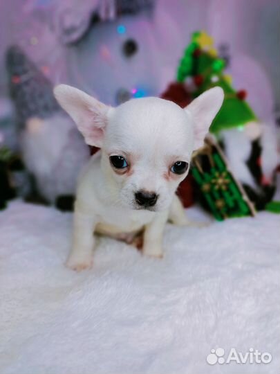 Шикарный белый парень чихуахуа