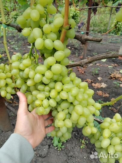 Черенки винограда