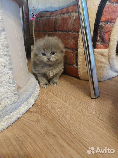 Шотландская вислоухая кошка