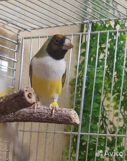 Амадины Гульда самки