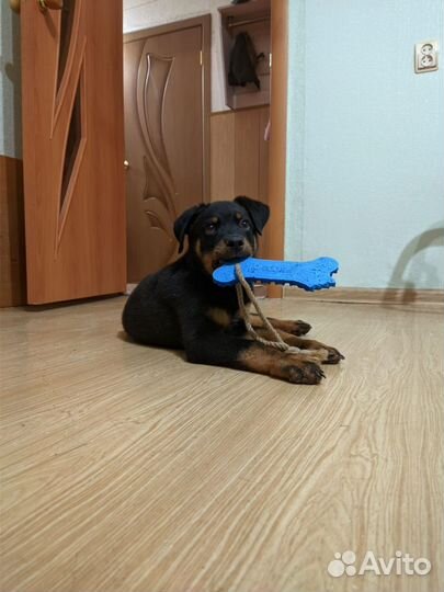 Щенок ротвейлера